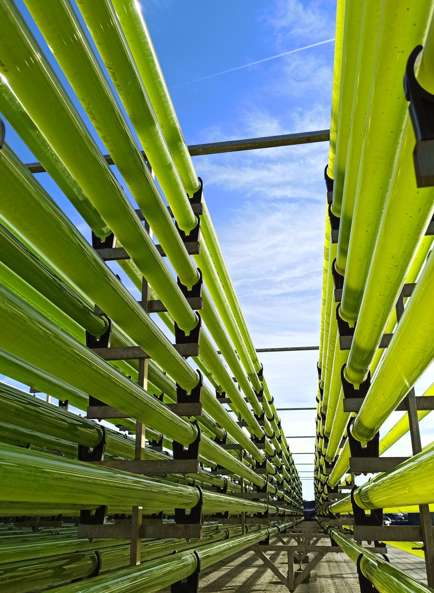 Outdoor photo-bioreactors seize natural sunlight to cultivate microalgae