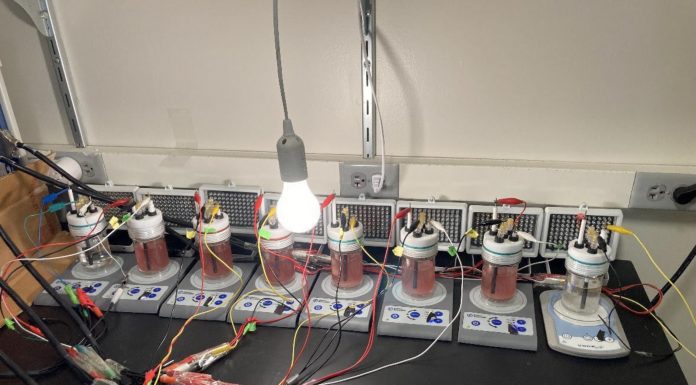 figure 1, washington university image, degrading bioplastics experiment