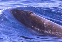 pygmy right whale