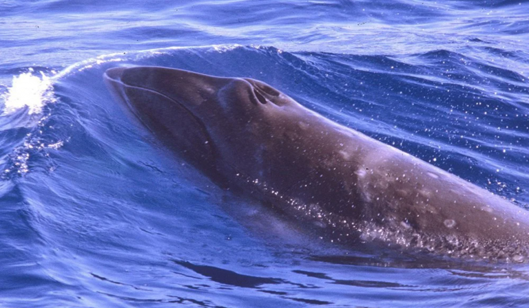 pygmy right whale