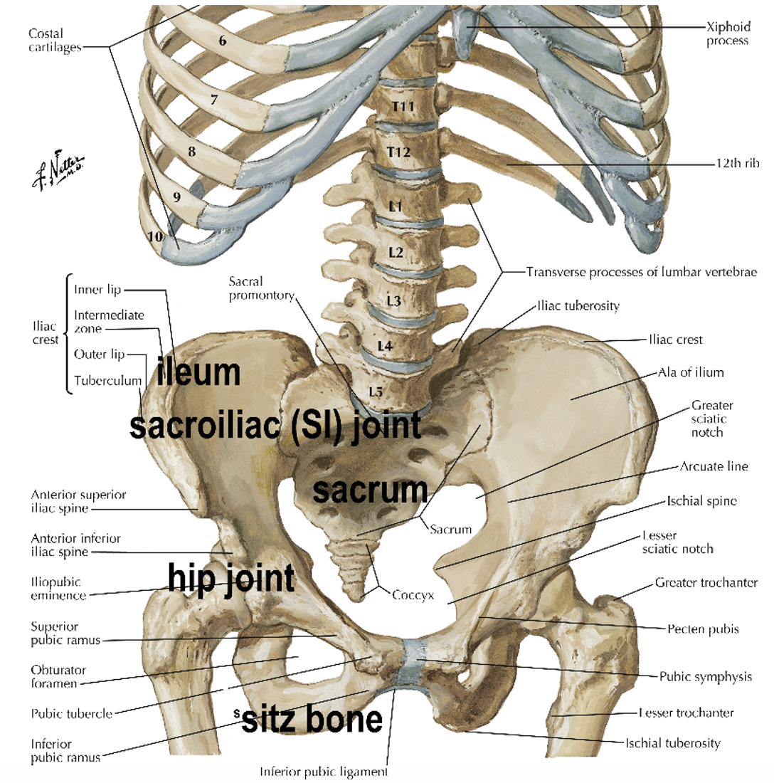 Figure 1: image of a skeleton showing the lumbar spine, the pelvis, and their connections.