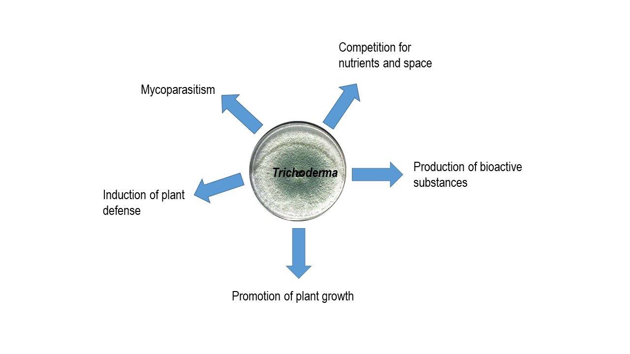 Figure 1: Overview of the modes of action of Trichoderma biocontrol fungi. We investigate the mycoparasitic interaction of Trichoderma with fungal plant pathogens at the molecular level and explore the Trichoderma-plant interaction to understand in detail the processes contributing to its biocontrol activity.