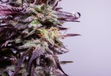 Detail of cannabis flower marijuana bud with visible trichomes and ready for harvest bluedream