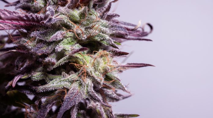 Detail of cannabis flower marijuana bud with visible trichomes and ready for harvest bluedream