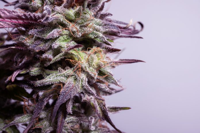 Detail of cannabis flower marijuana bud with visible trichomes and ready for harvest bluedream