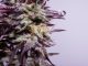 Detail of cannabis flower marijuana bud with visible trichomes and ready for harvest bluedream