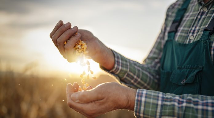 Cropped shot of unrecognizable farmer holding stack of corn grain in hands and examining quality production at sunrise light, close-up of farmer hands inspecting corn quality.
