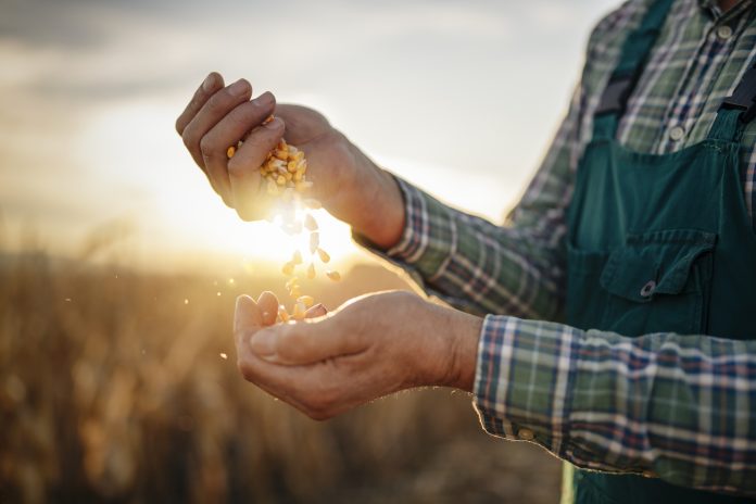 Cropped shot of unrecognizable farmer holding stack of corn grain in hands and examining quality production at sunrise light, close-up of farmer hands inspecting corn quality.