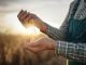 Cropped shot of unrecognizable farmer holding stack of corn grain in hands and examining quality production at sunrise light, close-up of farmer hands inspecting corn quality.