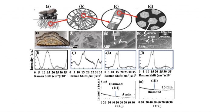 Figure 1. a) fungal mycelium schematic, showing filamentous roots (interconnected threads / tubes transporting water/mineral- nutrients, shown in schematic in (b); (c) schematic of chitinous cellular walls converted into graphitic matrix with integrated UNCD grains (3-5 nm diameter), shown in SEM image in (g), confirmed by HRTEM in (h), characteristic of UNCD, (m0 and (n) XRD spectra confirming the diamond structure of UNCD grans.