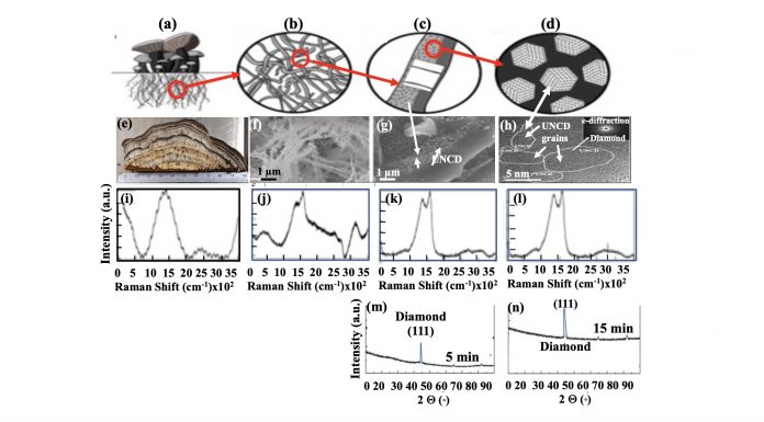 Figure 1. a) fungal mycelium schematic, showing filamentous roots (interconnected threads / tubes transporting water/mineral- nutrients, shown in schematic in (b); (c) schematic of chitinous cellular walls converted into graphitic matrix with integrated UNCD grains (3-5 nm diameter), shown in SEM image in (g), confirmed by HRTEM in (h), characteristic of UNCD, (m0 and (n) XRD spectra confirming the diamond structure of UNCD grans.