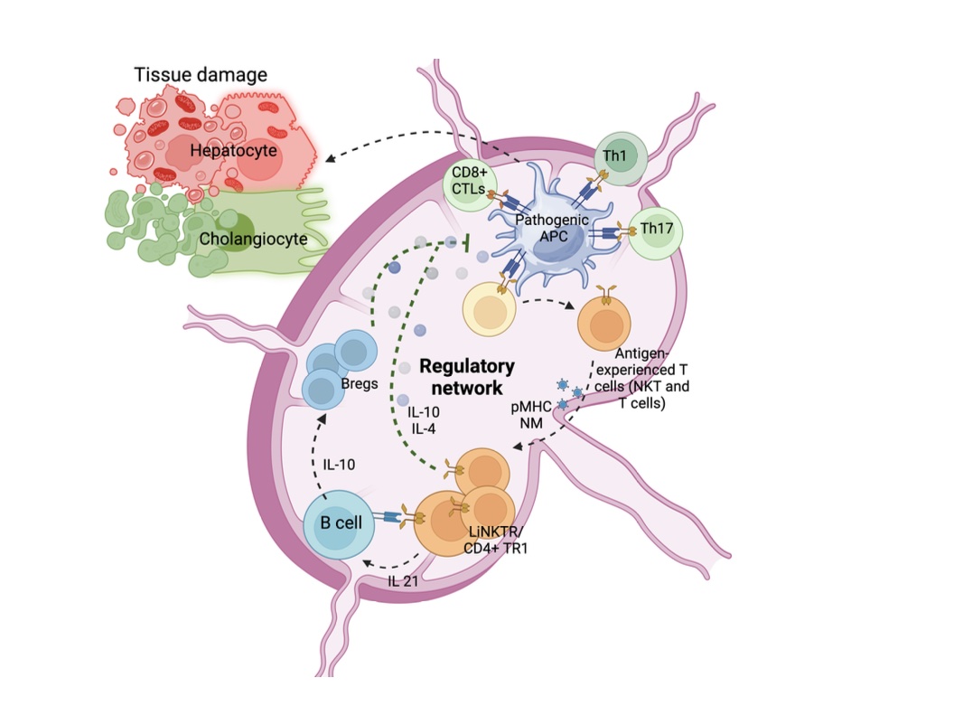 Figure 2. Mechanisms of actions of autoreactive CD4+ T cell- and liver iNKT cell-targeting pMHC-based nanomedicines in the liver-draining lymph node. Upon injection, pMHC-based NMs expand their cognate regulatory T cell populations, which, in turn, establish local regulatory network and blunt PBC. Created with BioRender.com