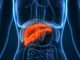 3D Illustration of Human Liver Anatomy