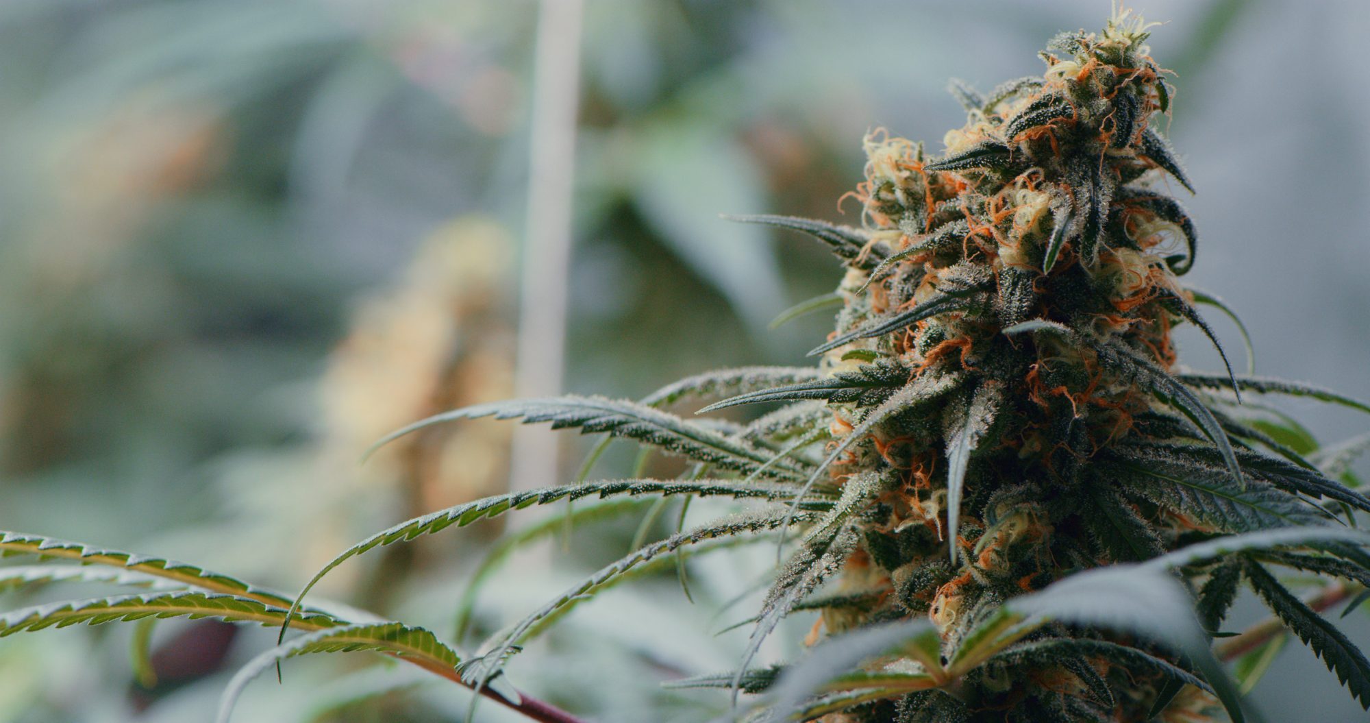 Shot of marijuana growing inside of a grow room