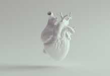 Human Heart Pure White Anatomical Model 3d illustration render