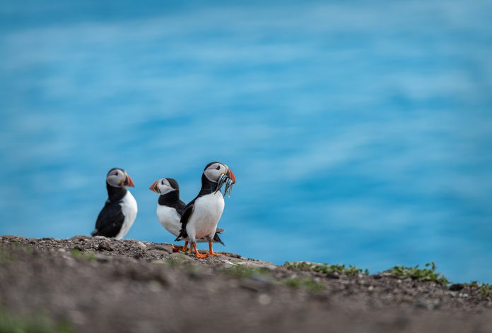 Puffin with fish on the ground on Inner Farne Island in the Farne Islands, Northumberland, England