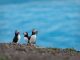 Puffin with fish on the ground on Inner Farne Island in the Farne Islands, Northumberland, England