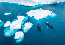 Aerial view of two Humpback whales in Greenland