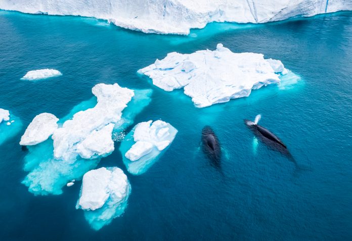 Aerial view of two Humpback whales in Greenland