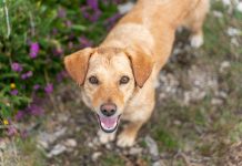 Puppy in countryside