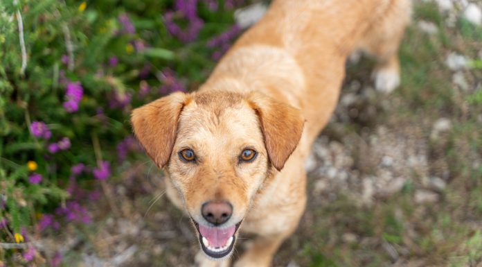 Puppy in countryside