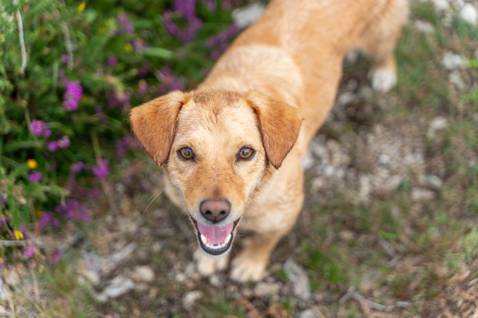 Puppy in countryside