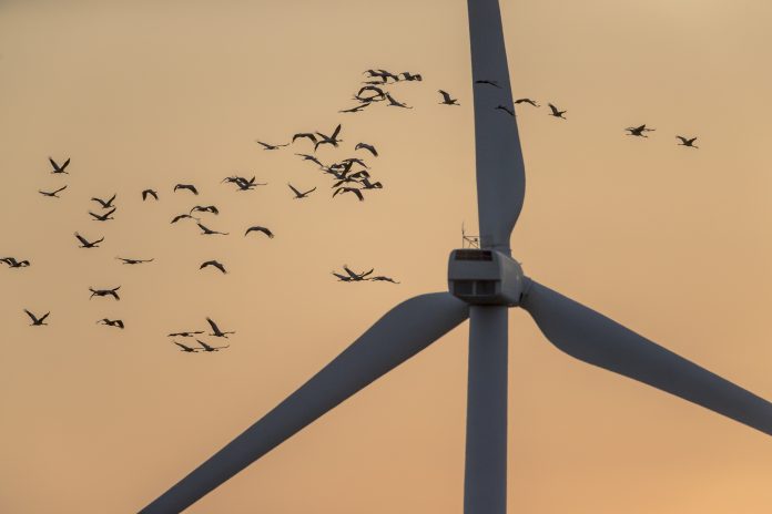 Flock of Cranes fly in sunrise colored sky near the wind turbine