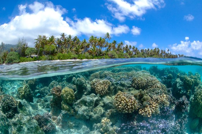 Seagrass can reduce coastal erosion by 70%