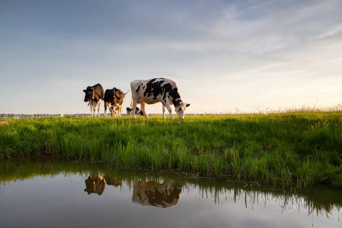 cows graze on sunny pasture by river