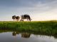 cows graze on sunny pasture by river