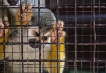 Little monkey in the cage with lonely facial expression, Stop Animal Cruelty