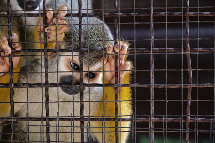 Little monkey in the cage with lonely facial expression, Stop Animal Cruelty
