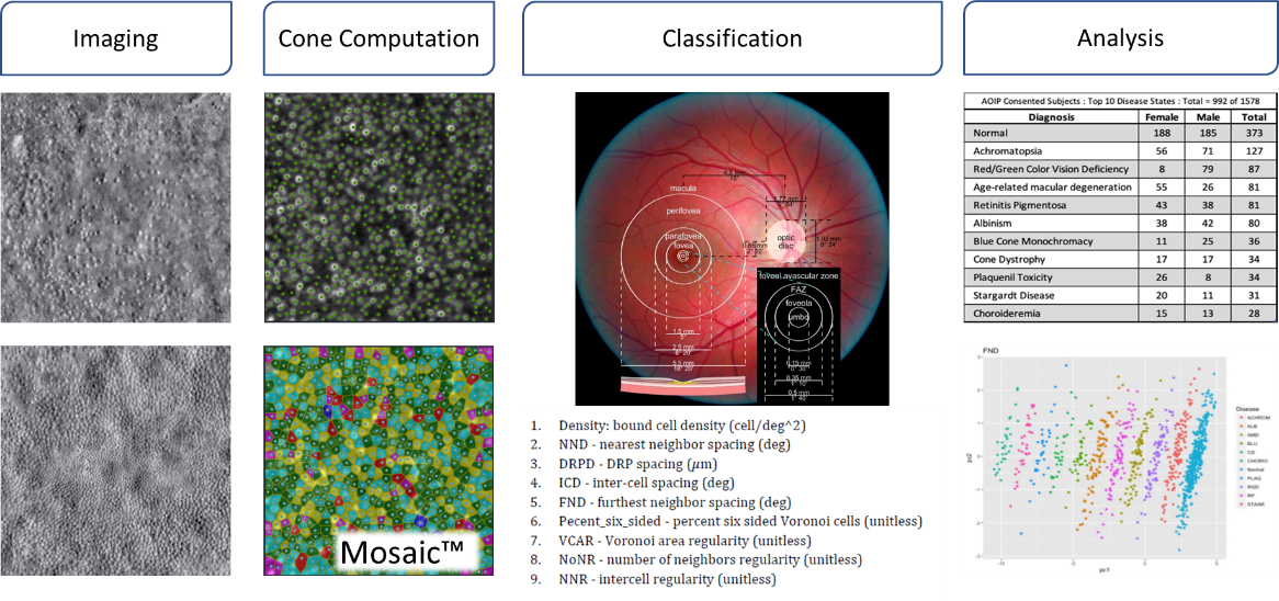 Imaging Biomarker Discovery Process: Photoreceptor Cone Analysis for Retinal Gene Therapy
