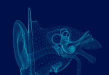 Wireframe of the internal structure of the human ear. 3D. Front view. Vector illustration.