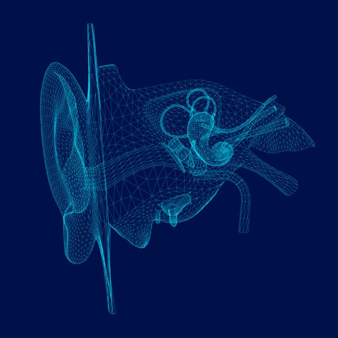 Wireframe of the internal structure of the human ear. 3D. Front view. Vector illustration.