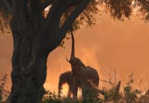 Back light pictures at sunset in lower Zambezi National park