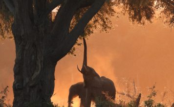 Back light pictures at sunset in lower Zambezi National park