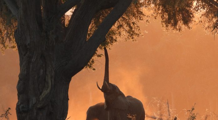 Back light pictures at sunset in lower Zambezi National park