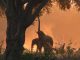 Back light pictures at sunset in lower Zambezi National park