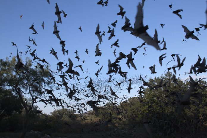 bats