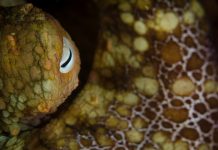 Close-up portrait of a two-spot octopus.