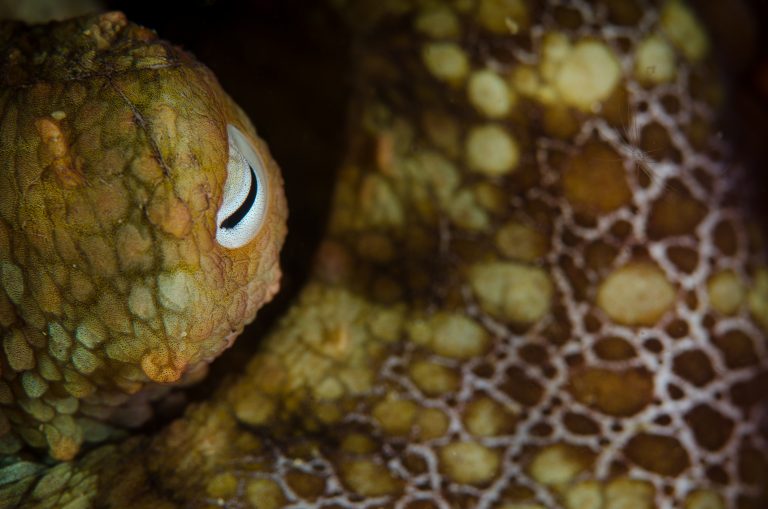 Close-up portrait of a two-spot octopus.