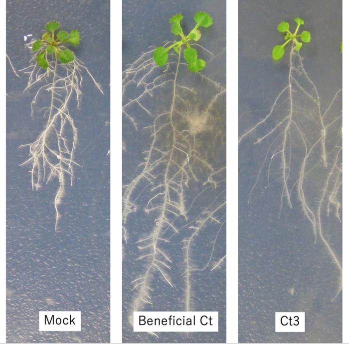 These images show the startling effect of harmful Ct3 significantly limiting root growth, compared with beneficial Ct greatly increasing root growth of thale cress.