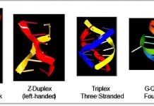 Alternative flipon conformations compared to Watson and Crick DNA are displayed in the left panel. Flipons offer a new way to program the genome