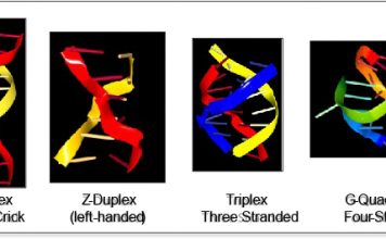 Alternative flipon conformations compared to Watson and Crick DNA are displayed in the left panel. Flipons offer a new way to program the genome