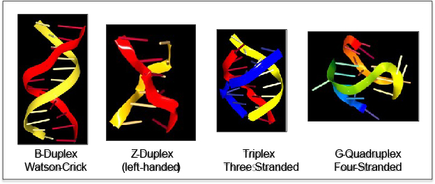 Alternative flipon conformations compared to Watson and Crick DNA are displayed in the left panel. Flipons offer a new way to program the genome