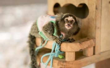 Young Marmoset monkey with surprise face