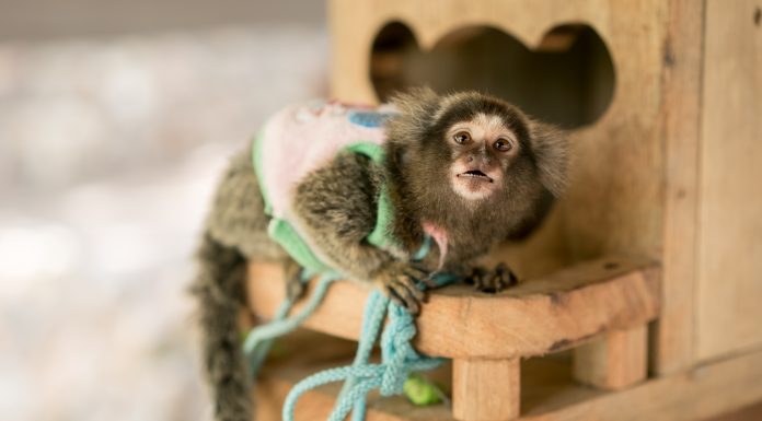 Young Marmoset monkey with surprise face