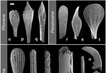 A range of sea urchin spines from different periods of the Earth's history illustrating the diversity of shapes. Credit: PLOS ONE (2023). DOI: 10.1371/journal.pone.0288046