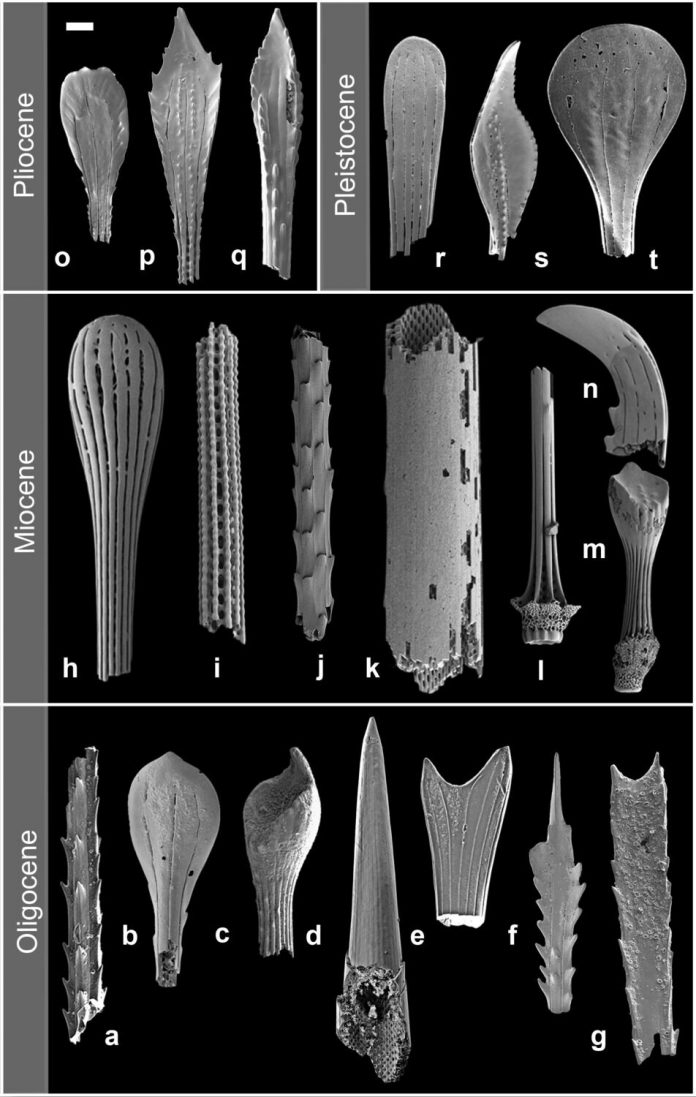 A range of sea urchin spines from different periods of the Earth's history illustrating the diversity of shapes. Credit: PLOS ONE (2023). DOI: 10.1371/journal.pone.0288046